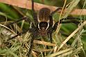 Dolomedes_fimbriatus_D5118_Z_91_Canal du Nivernais_Frankrijk
